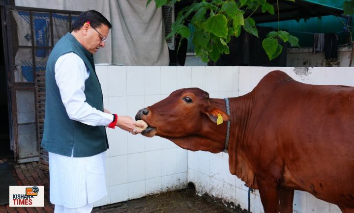 मुख्यमंत्री पुष्कर सिंह धामी देहरादून स्थित गौशाला में गोवर्धन पूजा के अवसर पर गौमाता की पूजा करते हुए।